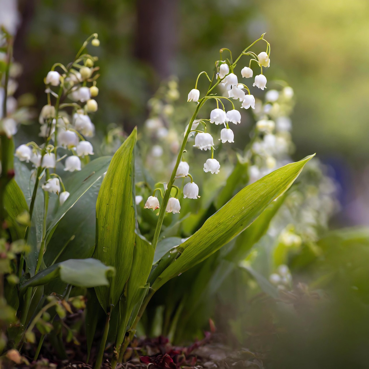 ai generated, flowers, plant, beautiful flowers, bell, flower background, flower wallpaper, convallaria, nature, garden